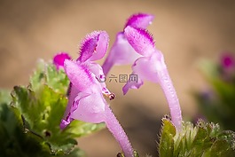 宏,開花,死蕁麻