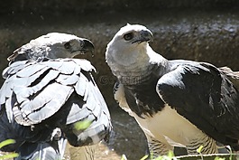 鳥(niǎo)類(lèi),哈比,花