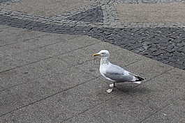 海鷗,鳥(niǎo),海鳥(niǎo)