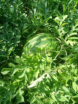 植物,性質,生活的本質