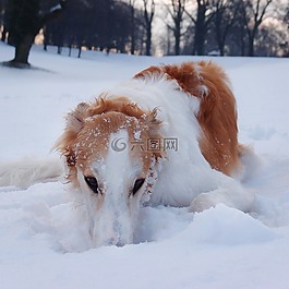 狗,獵狼,獵犬