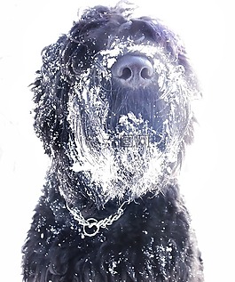 狗,俄羅斯梗,雪
