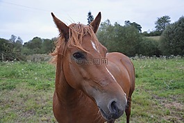 馬,母馬,broodmare