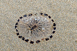 海灘,海蜇,海