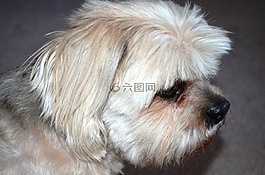 狗,寵物,純繁