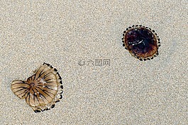 海灘,海蜇,海