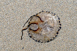 海灘,海蜇,海