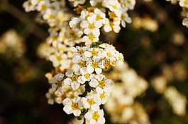 開花,光明,植物區(qū)系