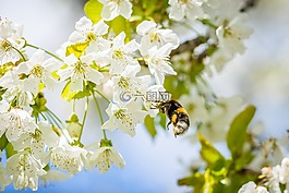 赫梅爾,櫻花,收集花蜜