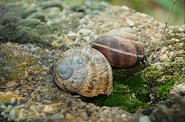蝸牛,石,外殼