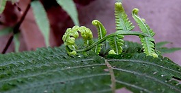 性質(zhì),葉子,蕨