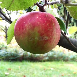 蘋果,樹,美味