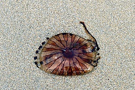 海灘,海蜇,海