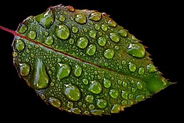 羅森布拉特,滴,雨滴