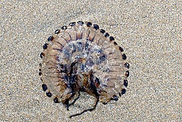 海灘,海蜇,海