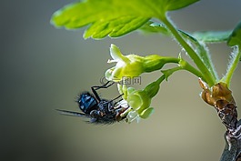 飞,开花,bluebottle