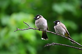 動物攝影,鳥,枝杈