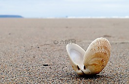 貝殼,海灘,海