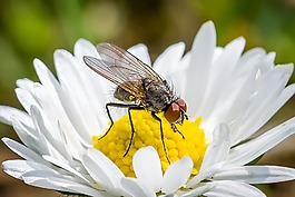 花飛,飛,雛菊