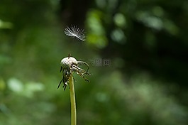 模糊,特寫,蒲公英
