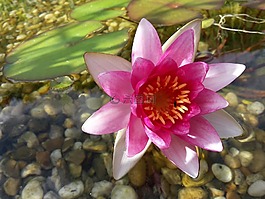 池塘,夏季,睡蓮