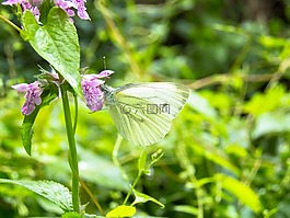 蝴蝶,特寫(xiě),綠色
