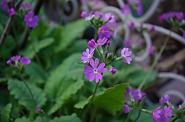 草,春天的花朵,紫色