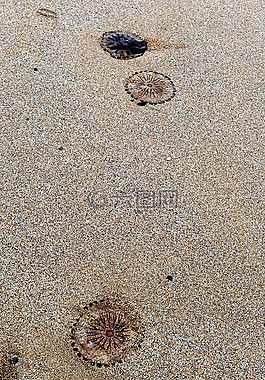海灘,海蜇,海