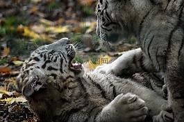 虎,白,幼仔
