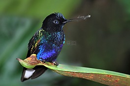 鳥,藍(lán)色,自然
