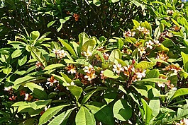 开花,鲜花,布什