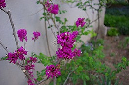 晚上要花的,春天的花朵,紫色的花朵