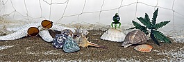 沙,太陽鏡,魷魚