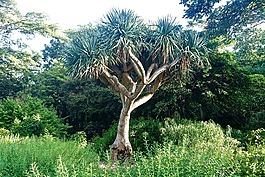 植物,樹,艾幕角