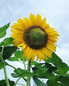 向日葵,花,自然