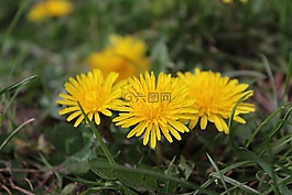 自然,花,植物區(qū)系