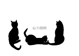 貓,黑色的貓,黑