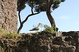 tarrock,磚,老鎮(zhèn)