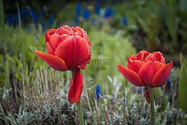 郁金香,花,春天