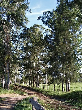 景觀,農村公路,自然