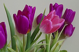 鮮花,郁金香,波茲