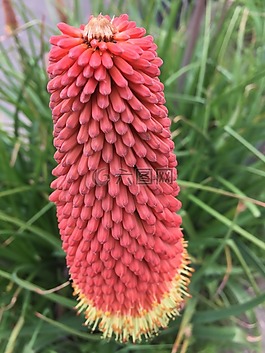 花,紅色,多彩