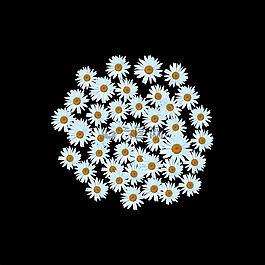 雛菊,白色雛菊,白