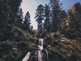 森林,德國,旅行