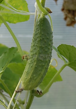 黃瓜,綠色,蔬菜