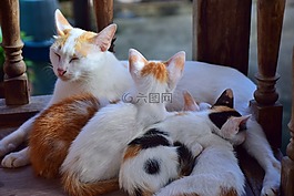 貓,小貓,可愛
