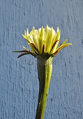 花,黃,性質(zhì)