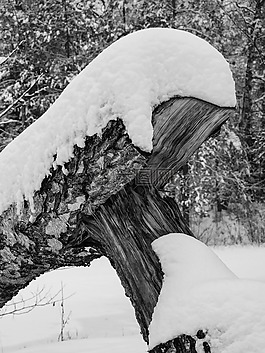 樹,冬天,雪