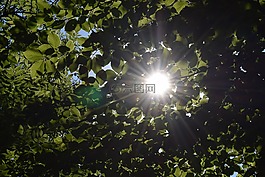 性質(zhì),木材,葉子