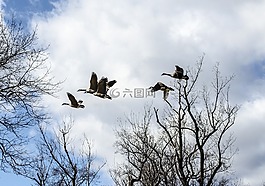 加拿大鹅,鹅,羊群
